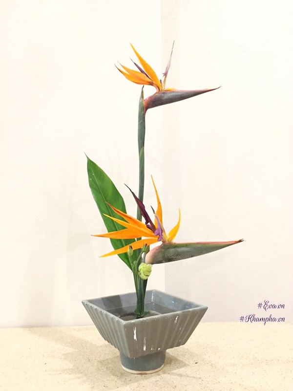 Hoa Thiên Điểu - Sự tích, ý nghĩa và cách cắm hoa đẹp-3